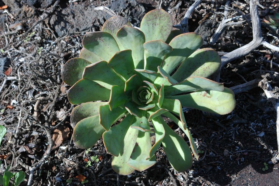 Planta verde - caldera de Taburiente - La Palma - islas Canarias - España